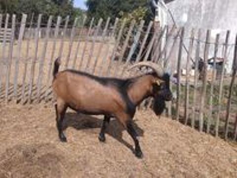   CHARDONX, adorable bouc nain  l'adoption 