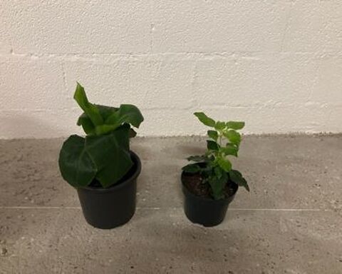 Plantes vertes 15 Chalon-sur-Sa�ne (71)