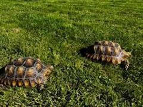   2 TORTUES CENTROCHELYS SULCATA 