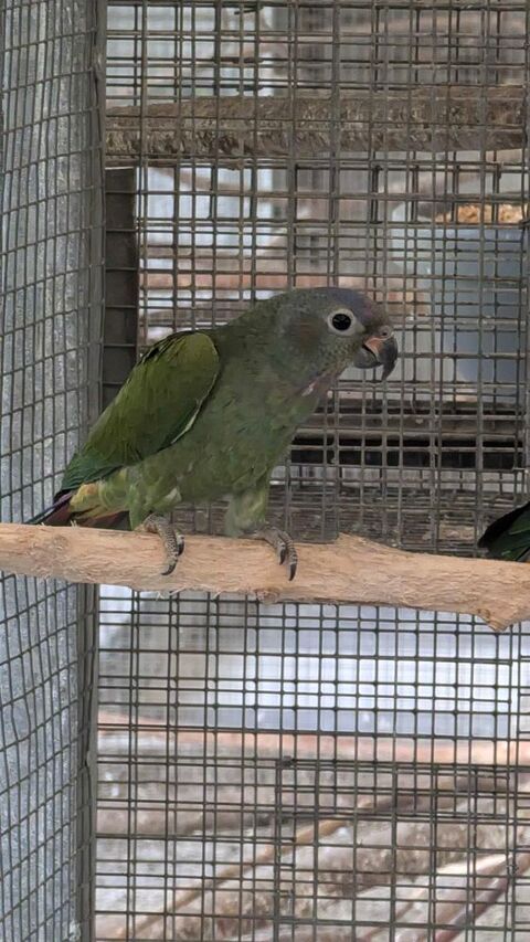 pionus menstruus 590 Amiens (80)