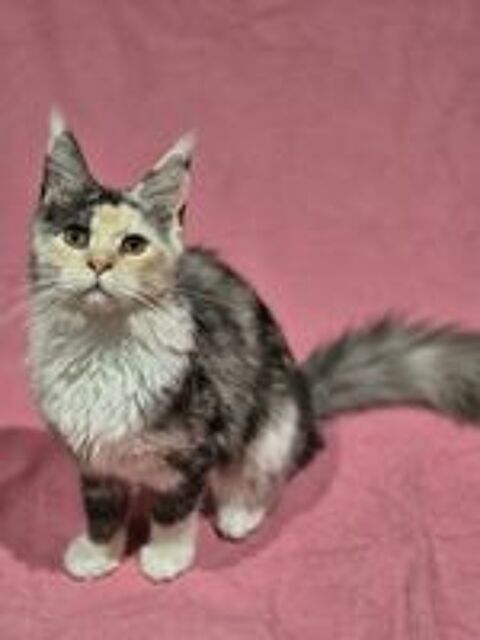   Chaton Maine Coon LOOF  