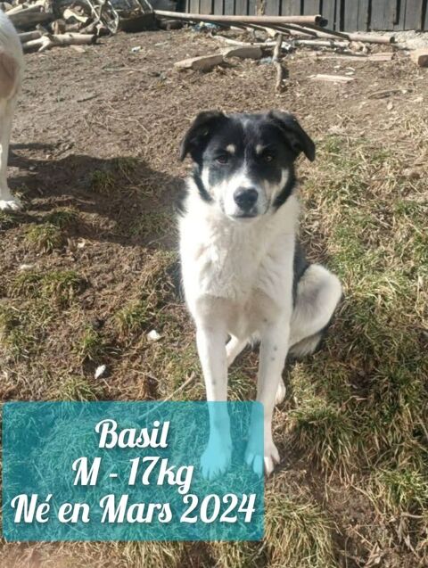 BASIL en refuge en ROUMANIE 0 75018 Paris