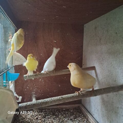  canaris male 2024 couleur varié, jaune, blanc, orange 10 79200 Le tallud