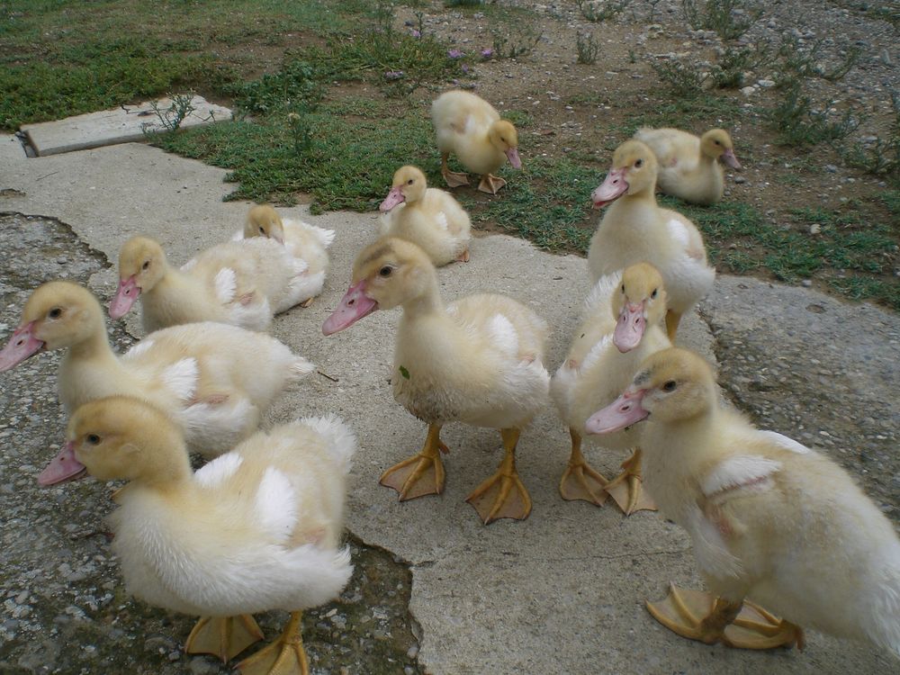   Caneton, canard de barbarie 