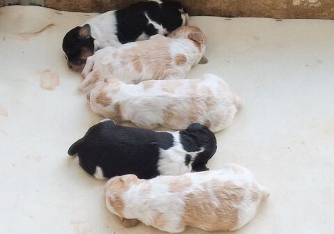 A réserver 5 chiots (mâles et femelles) épagneul breton LOF 500 37100 Tours