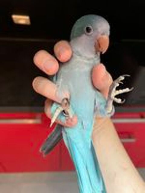   Conure veuve EAM 