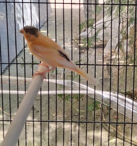 Canari 20 35360 Mdrac
