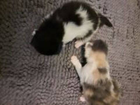   Chatons à réserver 