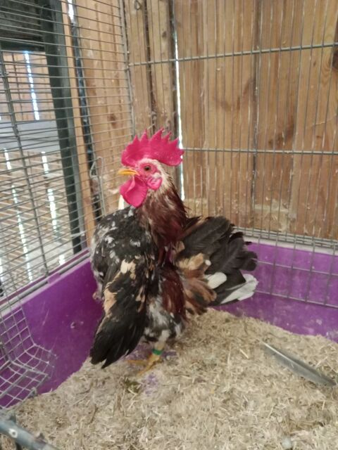 Coq serama 10 56350 Rieux