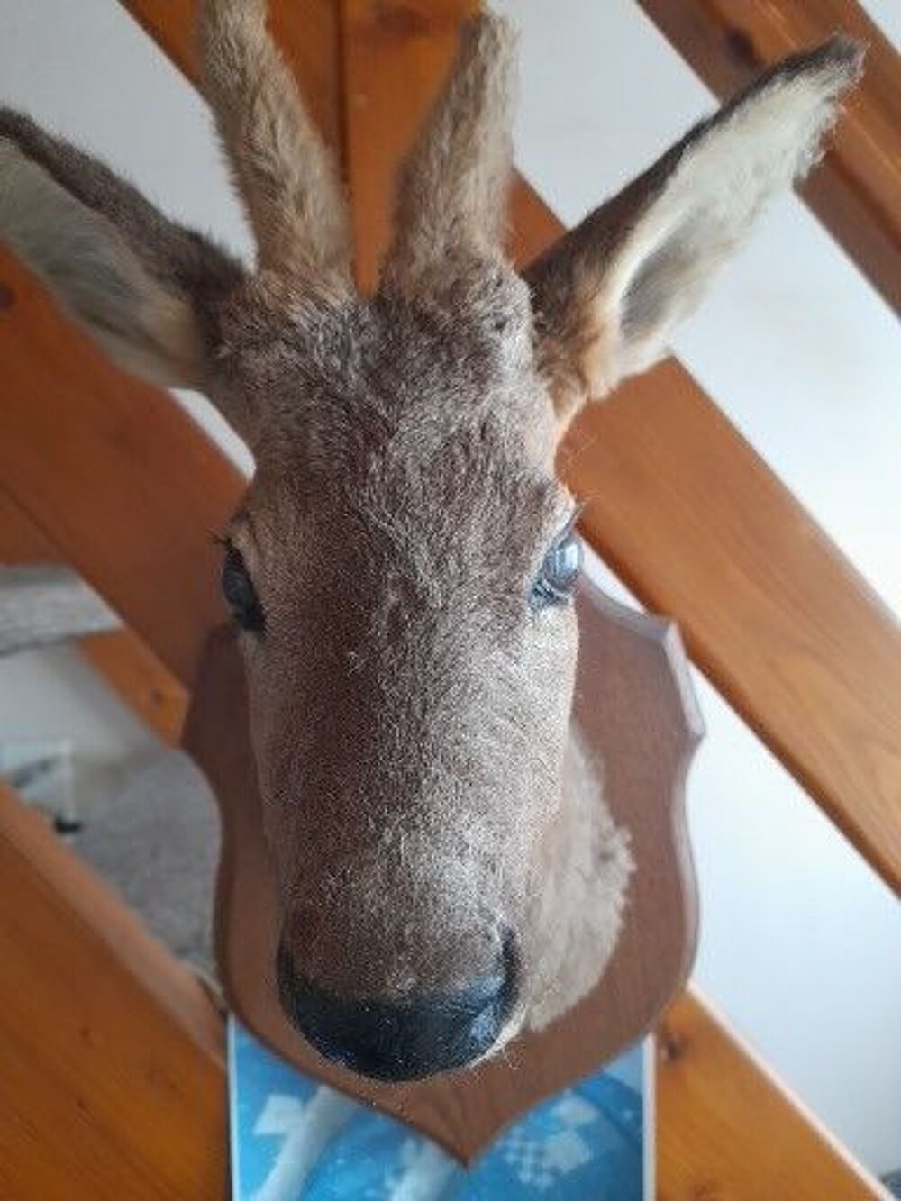 troph&eacute;e de chasse Décoration