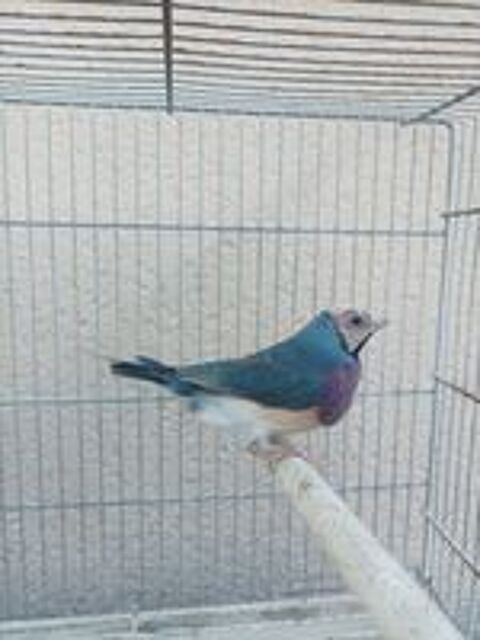   Diamant de Gould bleu 