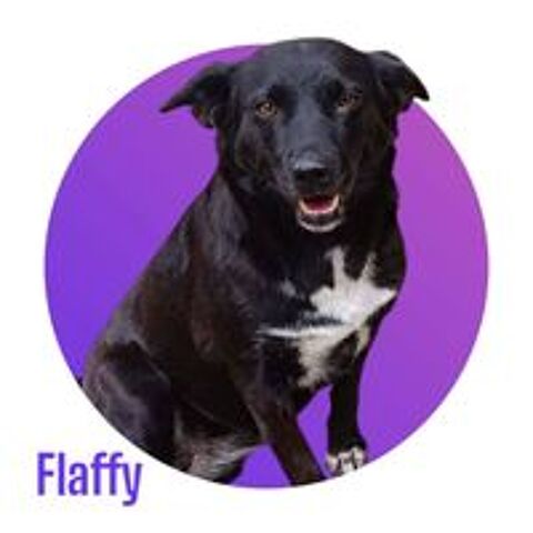  Notre adorable tripattes FLAFFY cherche sa famille pour la vie 
