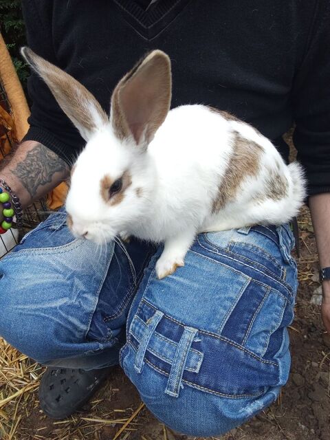 Lapin de clapier 15 60850 Le coudray-saint-germer