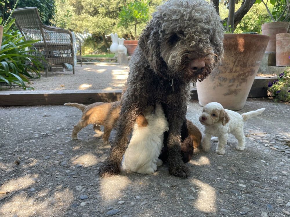   Magnifiques bébés chiots Lagotto Romagnolos 