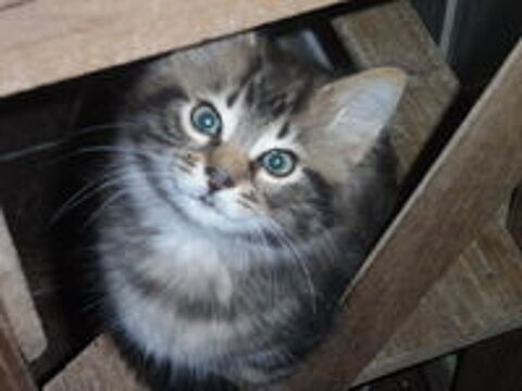   Chaton mâle européen poils longs 