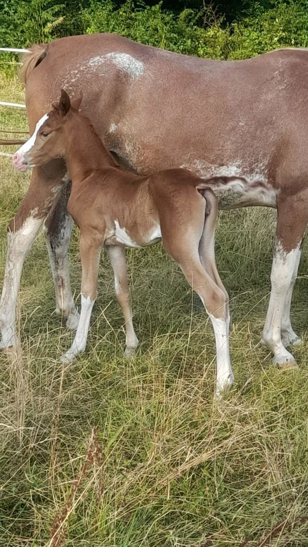   pouliche psar sabino et dsa 