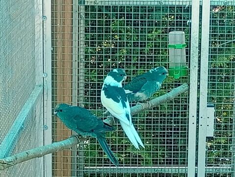 Jeunes kakarikis m&acirc;les bleus et panach&eacute;s bleus 45 01170 S�gny