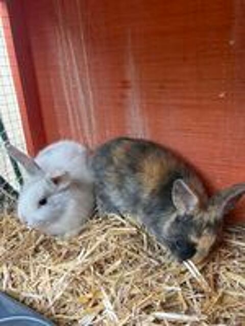   Lapin nain  