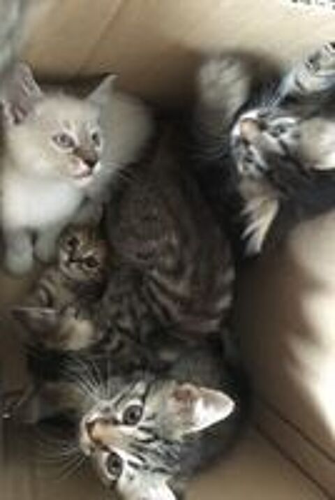   famille d'accueil chatons  