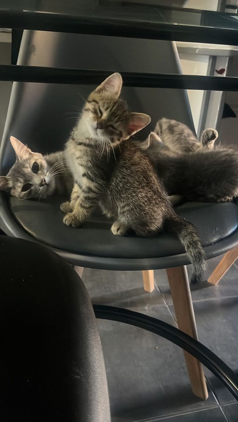   Je donne chaton femelle de 3 mois 