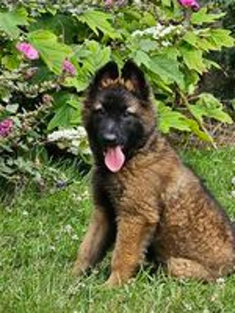   superbes chiots tervuerens 