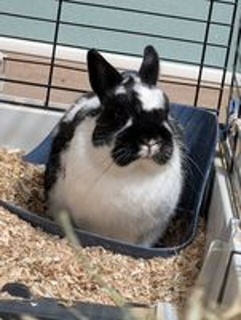  Donne lapin nain mâle 2 ans 
