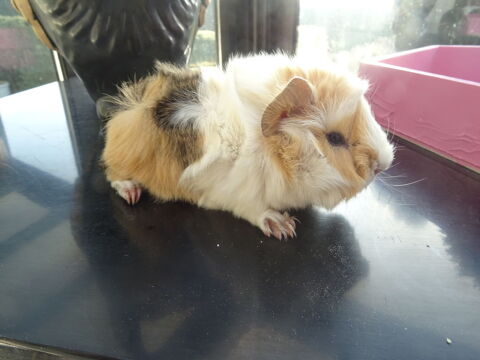 deux jeunes cochons d'inde 6 59295 Paillencourt