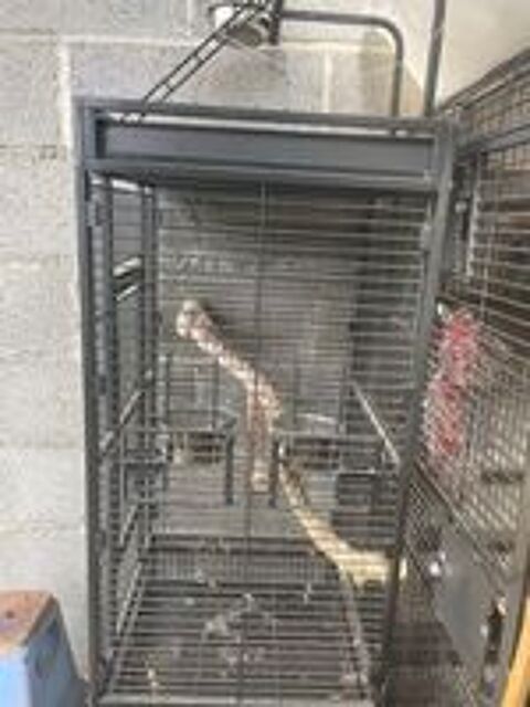   cage pour oiseaux 
