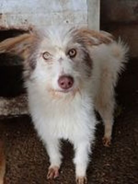   Shiley à l'adoption 