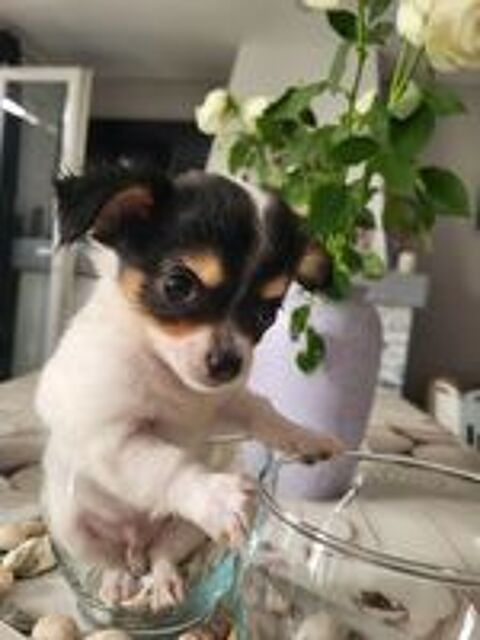   Chihuahuas merles poils longs 