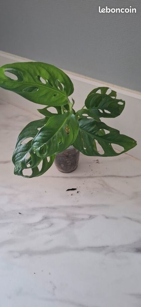 Monstera adansonii bouture 69 Clermont-Ferrand (63)