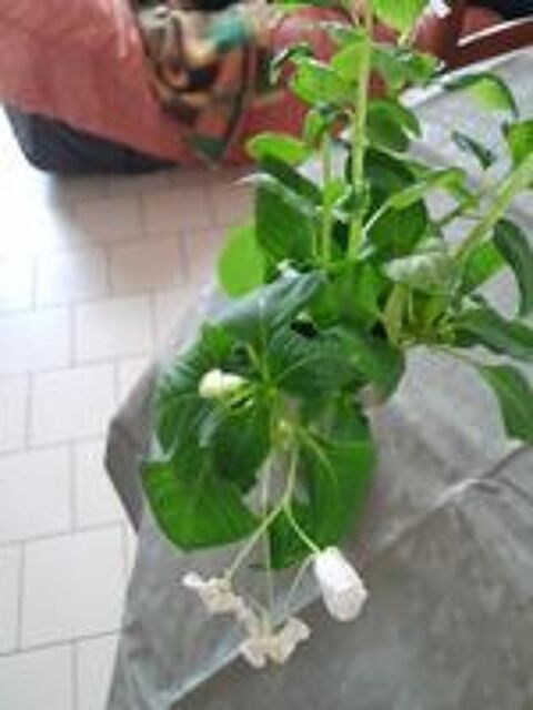   goutte de sang blanche 4e pas d envois 