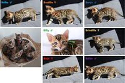   Chatons Bengal LOOF sur La Rochelle 