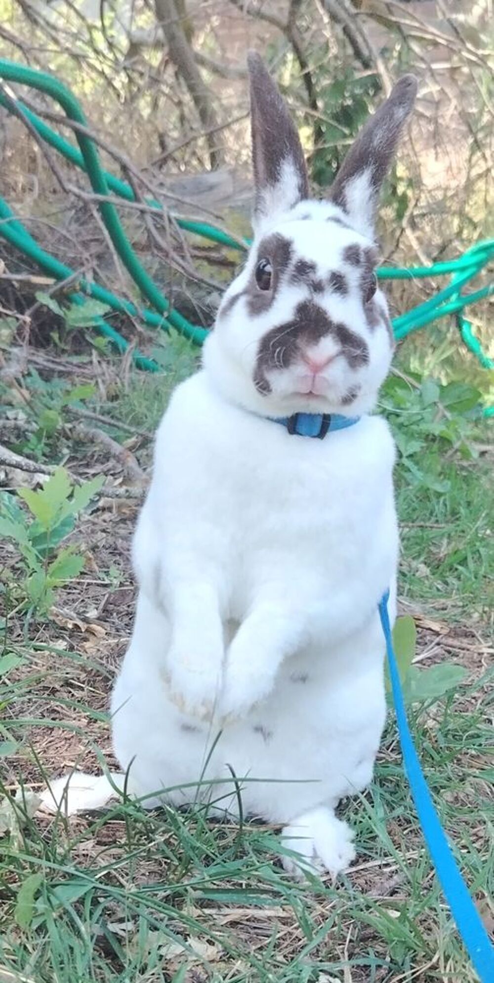   Lapin nain rex 