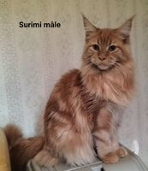   Maine Coon  