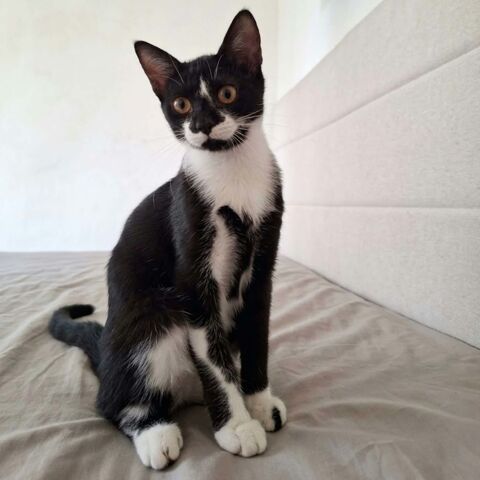 XENA 1 26780 Allan
