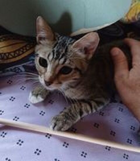   Superbe chaton 
