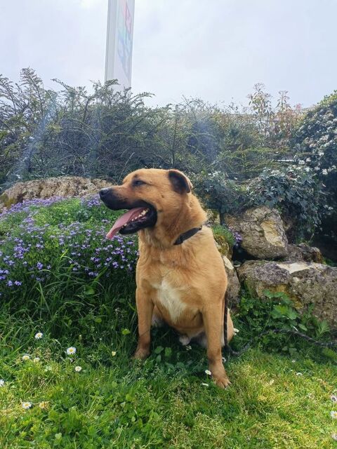 Paco mâle 2ans croisé malinois 250 17360 Saint-martin-de-coux