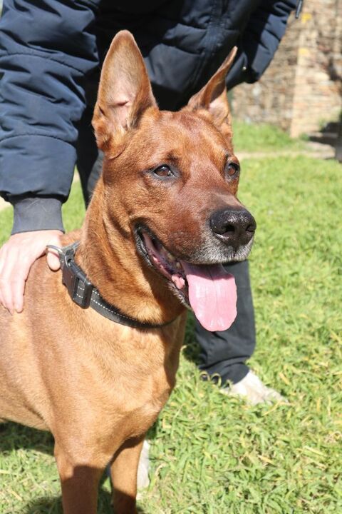 LASKO, adorable Berger croisé Rottweiler à adopter via l'association UMA 190 44640 Saint-jean-de-boiseau