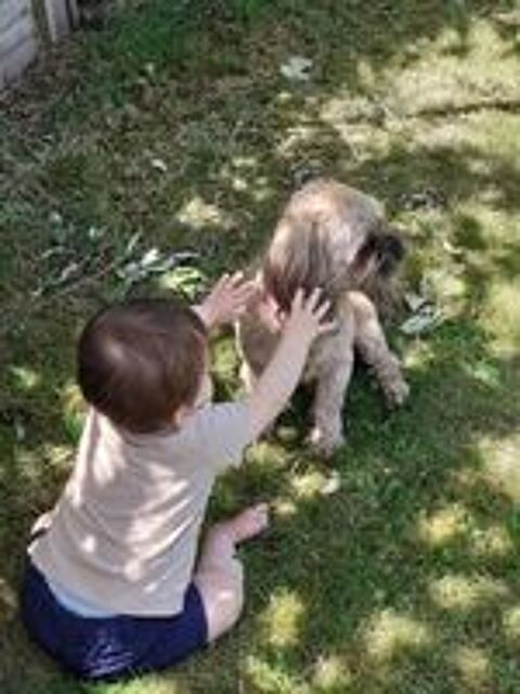   Lhassa Apso de 5 ans à céder pour cause de santé. 