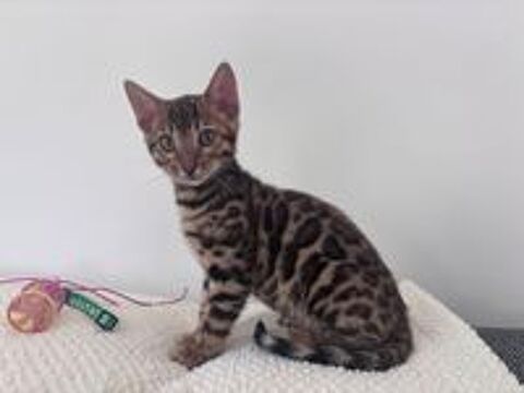    Chatons Bengal Silver et Brown avec magnifiques rosettes 