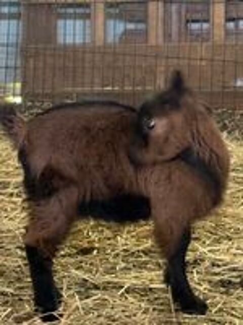   Petit bouc castre 