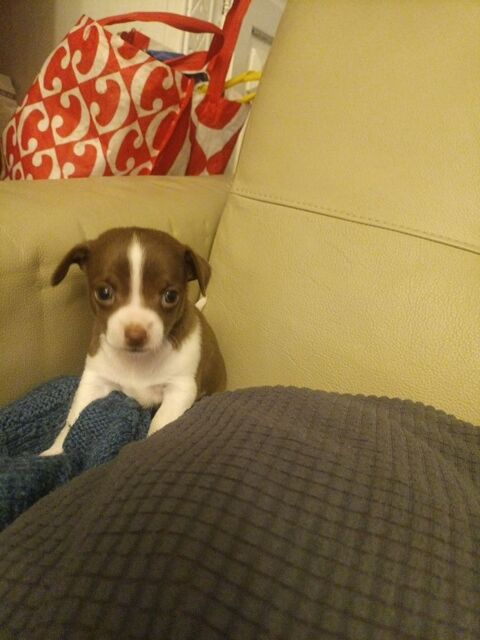 Chihuahua a reserver 799 45300 Manchecourt