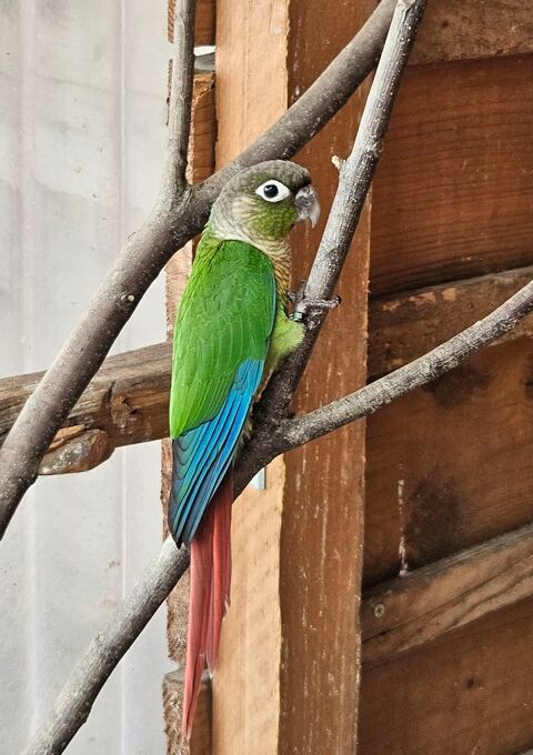 Conure Pyrrhura 80 19410 Orgnac-sur-vézère