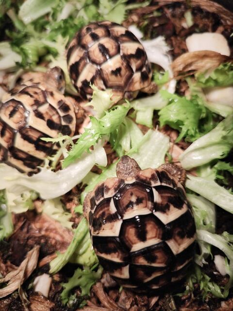Jeunes tortues 65 21000 Dijon