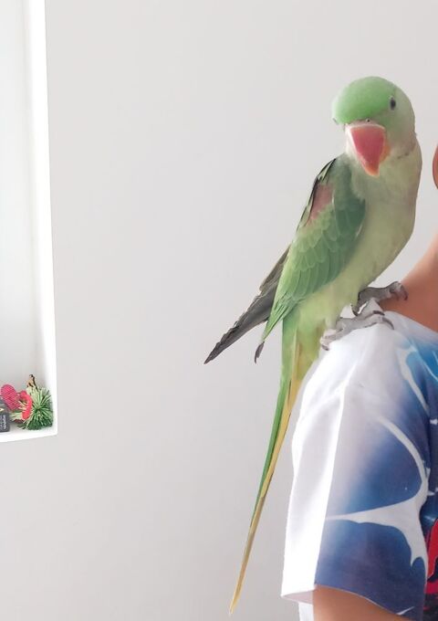 Perdu kiwi grand alexandre 0 34400 Lunel