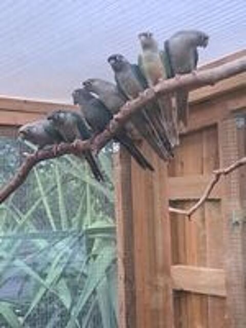   Conures molinae EAM 
