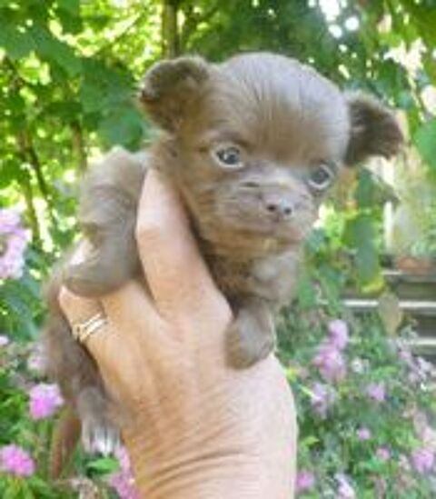   BB Chihuahua de toutes les couleurs  
