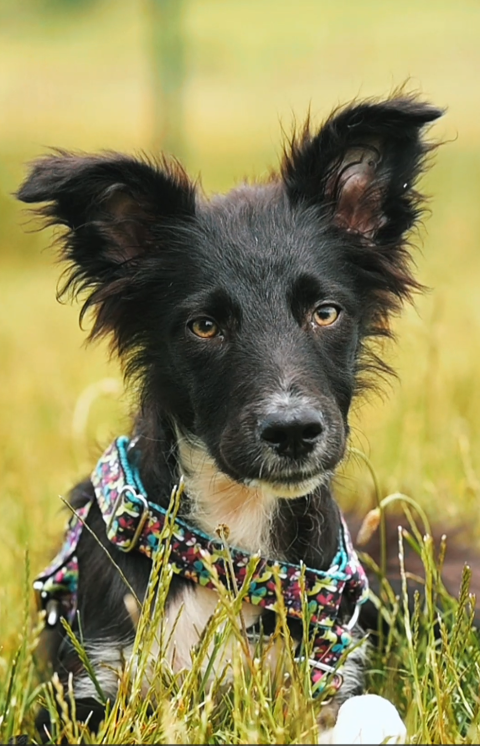 Floki, chiot de 7 mois à l'adoption 320 28260 Saussay