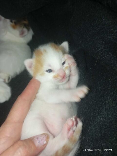 donne chaton contre bon soin 0 31470 Saint-lys